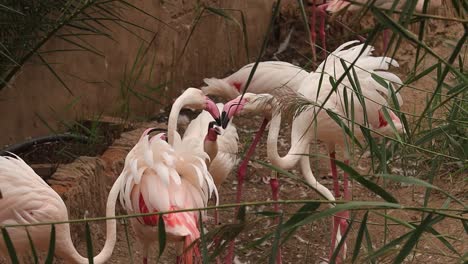 Flamingos-in-a-zoo-playing-with-each-other