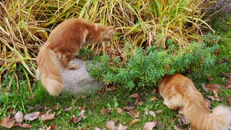 Couple-of-Maine-Coons-playing-outside-on-green-grass,-slow-motion-view
