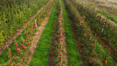 Drohnenansicht-Des-Apfelgartens---Rote-Apfelbäume,-Die-In-Reihen-Auf-Dem-Feld-Wachsen