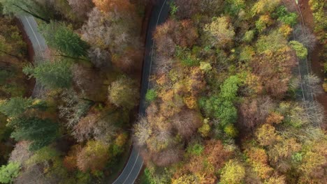 A-curvy-street-is-leading-through-a-wonderful-colored-autumn-forest,-straight-from-above-with-driving-cars