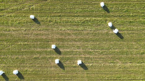 Field-with-hay-bales-wrapped-in-white-plastic-paper,-drone-view