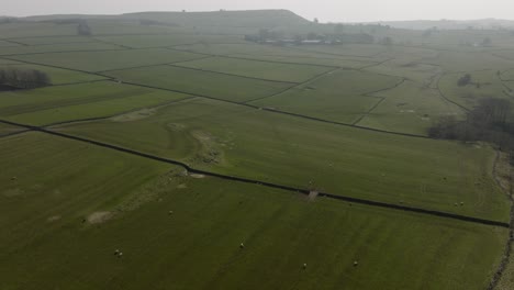 Straight-Stone-Wall-Feilds-Farmland-Peak-District-Derbyshire-Countryside-Spring-Sheep-Aerial-View