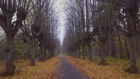 Establishing-view-of-the-autumn-linden-tree-alley,-leafless-trees,-empty-pathway,-yellow-leaves-of-a-linden-tree-on-the-ground,-idyllic-nature-scene-of-leaf-fall,-wide-drone-dolly-shot-moving-right
