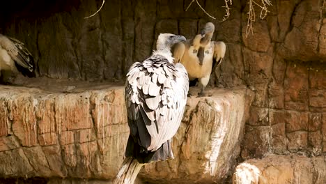 Cape-Vultures-Lookout-On-Cliff-Face,-Medium-Shot