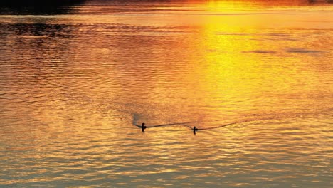 Ein-Seetaucherpaar-überquert-Den-See-Und-Beleuchtet-Den-Sonnenuntergang-Zur-Goldenen-Stunde