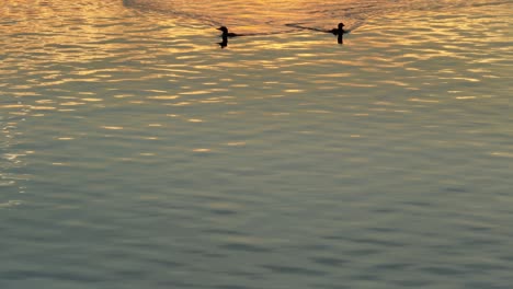 Loons-crossing-lake-surrounded-by-breathtaking-wilderness-at-sunset