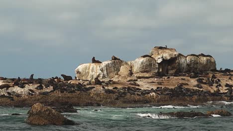 Seals-on-rocky-island,-marine-wildlife-in-nature