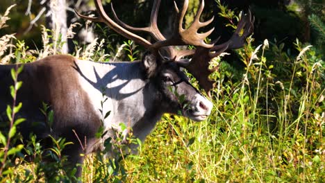 Wild-male-reindeer-with-big-horns-in-summer-forest