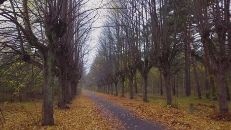 Establishing-view-of-the-autumn-linden-tree-alley,-leafless-trees,-empty-pathway,-yellow-leaves-of-a-linden-tree-on-the-ground,-idyllic-nature-scene-of-leaf-fall,-wide-drone-shot-moving-forward-slow