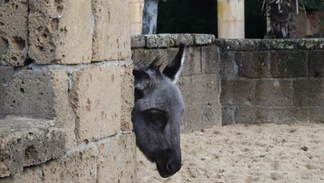 Kopf-Eines-Esels-Mit-Körper-Hinter-Betonmauer-Im-Zoo-Von-Amersfoort-In-Den-Niederlanden