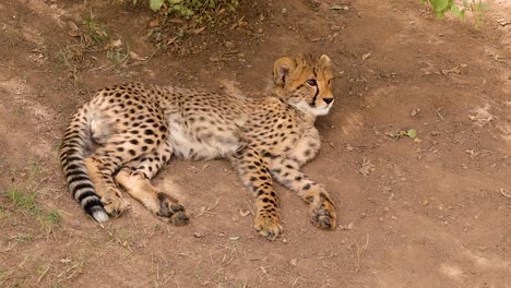 Cheetah-Cub-resting-and-looking-around-4K