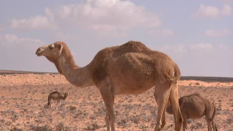 Kamel-Mit-Kleinem-Jungtier-Steht-In-Trockenem-Wüstengebiet,-Ein-Anderes-Kamel-Befindet-Sich-Ebenfalls-In-Der-Ferne