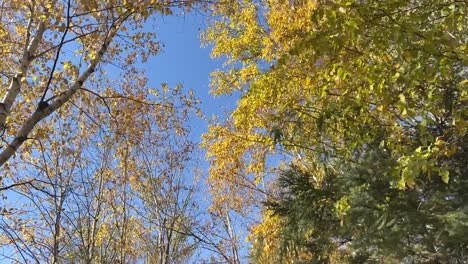 Abkippen-Auf-Herbstbäumen-Bei-Sonnenschein-Auf-Einem-Feldweg-Am-Wald
