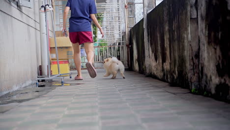Slow-motion-of-a-playful-cute-Pomeranian-spitz-dog-are-chasing-people-in-the-hall-way