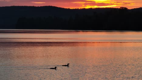 Ein-Seetaucherpaar,-Das-Sich-Bei-Sonnenuntergang-Als-Silhouette-Abhebt,-Schwimmt-über-Den-See