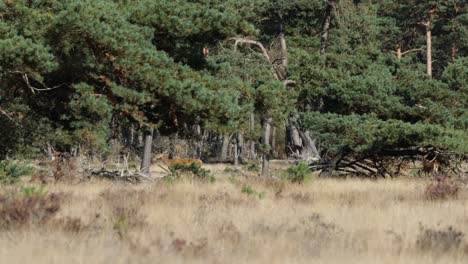 Wilde-Hirsche,-Die-Im-Nationalpark-De-Hoge-Veluwe-In-Richtung-Bäume-Im-Fernen-Hintergrund-Gehen