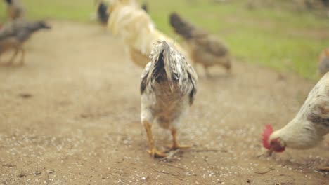 Zoom-in-shot-of-rooster-pecking-on-farmyard