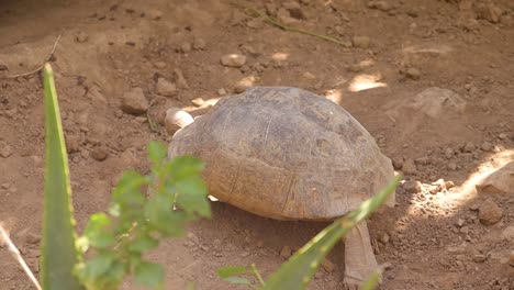 Old-Turtle-walking-around-slowly