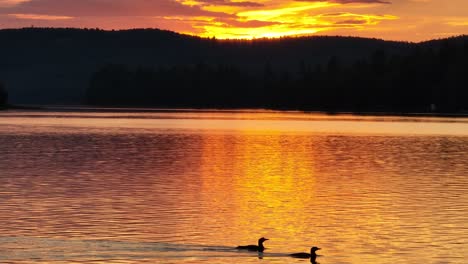 Two-loons-swim-majestically-in-front-of-the-sunset-against-lake-wilderness-backdrop