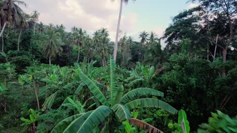 Antena-Entre-árboles-Y-Vegetación-Durante-El-Día-Nublado-En-La-Selva-Tropical