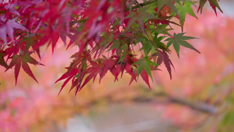 Japanischer-Ahornbaum-Mit-Blättern-In-Grünem-Und-Rotem-Laub-Während-Der-Herbstsaison-In-Südkorea
