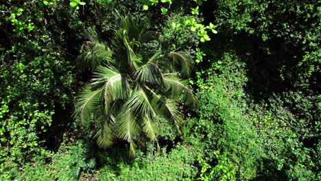 coconut-palm-tree-viewed-from-the-side,-aerial-down-movement