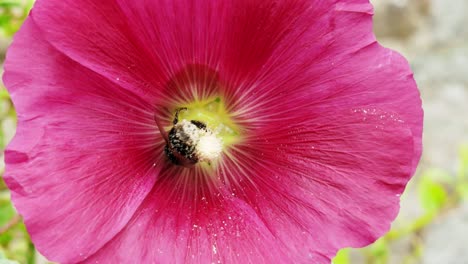 Eine-Mit-Pollen-Bedeckte-Hummel-Fliegt-In-Eine-Rote-Blume,-Aus-Nächster-Nähe