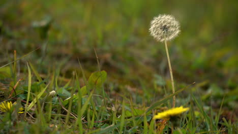 Dandelion-Weed-Among-Green-Grass-In-The-Field-During-Autumn-at-Sunset