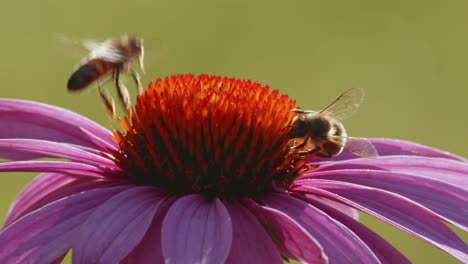 two-Bees-Pollinating-Common-Sneezeweed-Flower-In-The-Garden---macro-shot