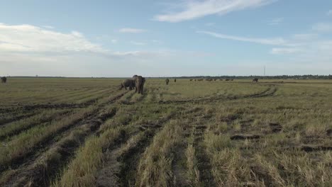 Beautiful-Aerial-Cinematic-Drone-Shot-of-Big-Grey-Elephants-in-Meadow-In-Sri-Lanka
