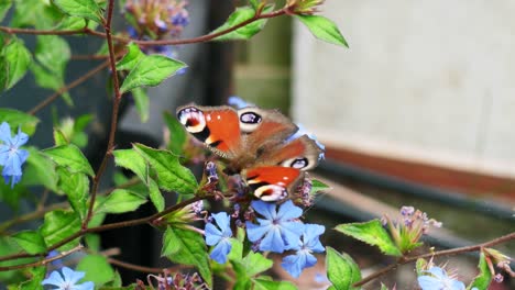 A-beautiful-peacock-butterfly-settled-on-a-wild-flowering-bush,-close-up