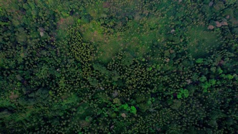 Background-of-trees-and-canopy-seen-from-an-aerial-top-down-to-tilt-up-view-from-far-away