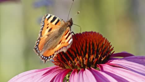 Macroside-Shot-Of-Small-Tortoiseshell-Butterfly-with-open-wings-eating-Nectar-On-A-orange-Coneflower