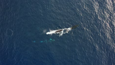 Aerial-view-above-a-pod-of-Humpback-whales-in-the-Sea-of-Cortez,-sunny-Mexico---birds-eye,-drone-shot