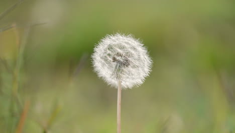 White-Common-Dandelion-Flower-In-Autumn-Against-Blurry-Nature-Background