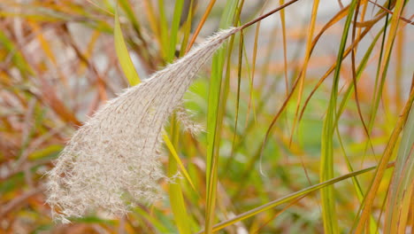 Close-Up-Of-Ornamental-Chinese-Silver-Grass-At-The-Field