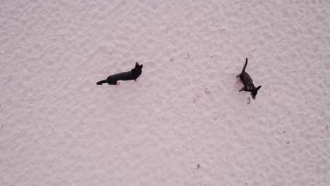 Black-dogs-looking-up-on-a-sand-beach,-aerial-shot