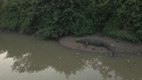 Bewegliche-Drohnenaufnahme-Eines-Riesigen-Krokodils-Eines-Flussufers-In-Sri-Lanka