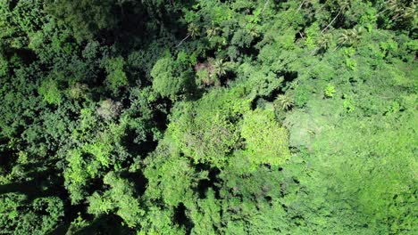 Regenwalddach-Aus-Der-Luftperspektive-Gesehen