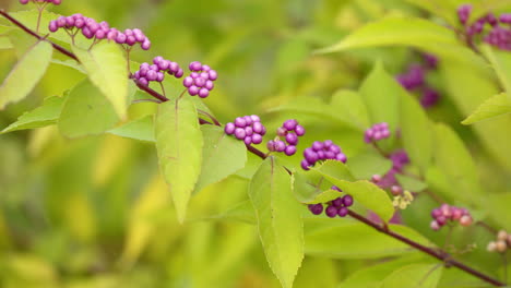Lila-Früchte-Und-Grüne-Blätter-Auf-Dem-Zweig-Des-Japanischen-Schönheitsbaums-In-Der-Herbstsaison