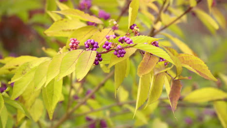 Japanese-Beautyberry-Purple-Fruits-And-Yellow-Autumn-Leaves-In-Seoul,-South-Korea