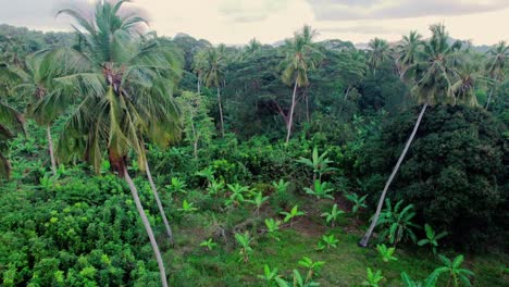 Fliegen-Zwischen-Kokospalmen-Mitten-Im-Regenwald,-Luftbild