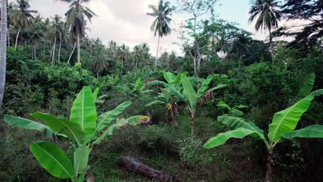 Slow-low-moving-aerial-above-young-banana-trees-in-Jungle-forest