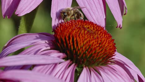 Honigbiene-Taucht-Hinter-Einer-Gewöhnlichen-Nieskrautblume-Auf