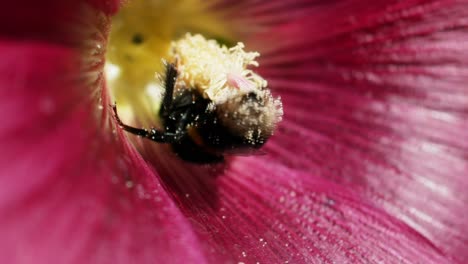 A-large-pollen-covered-Bumble-bee-inside-a-red-flower,-close-up