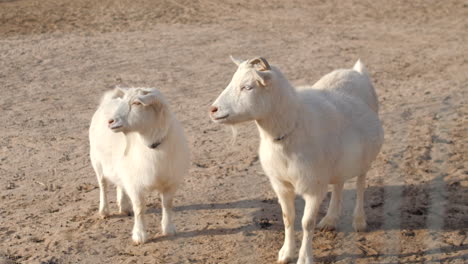 Dos-Cabras-Blancas-En-La-Granja-En-4k