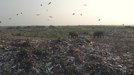 Slow-Motion-Aerial-Drone-Shot-of-,-Elephants-Eating-Garbage-in-Palakkad
