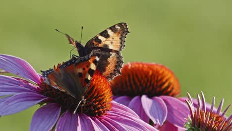 Zwei-Kleine-Schildpatt-Schmetterlinge-Ernähren-Sich-Im-Sonnenlicht-Von-Orangen-Sonnenhut