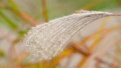 Feathery-Plume-Of-Ornamental-Eulalia-Grass-In-Autumn