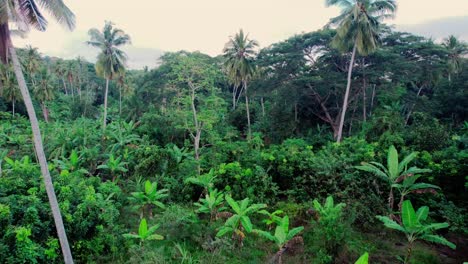 Luft-Zwischen-Verschiedenen-Kokospalmen-Und-Bananenbäumen-Im-Dschungel